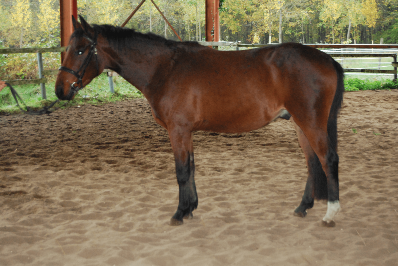 Gelding Selle Français For sale 2022 Bay
