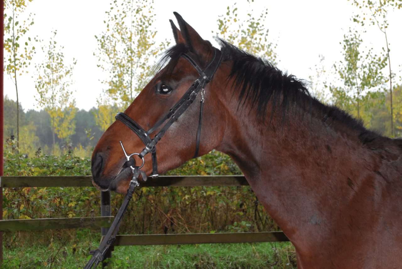 Gelding Selle Français For sale 2022 Bay