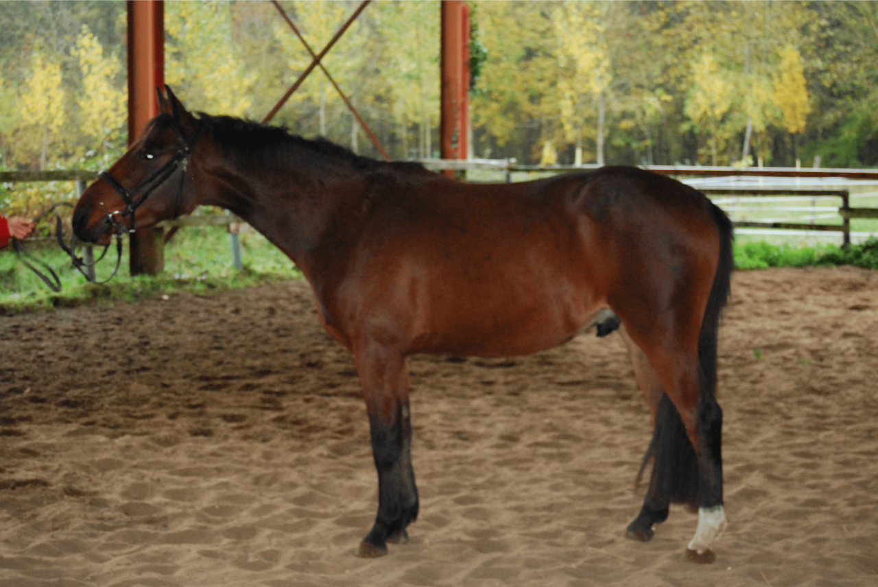 Gelding Selle Français For sale 2022 Bay