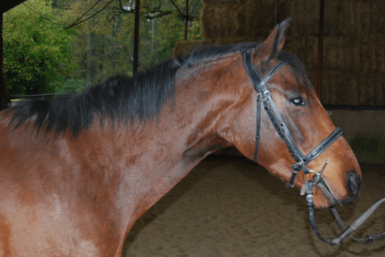 Gelding Selle Français For sale 2022 Bay