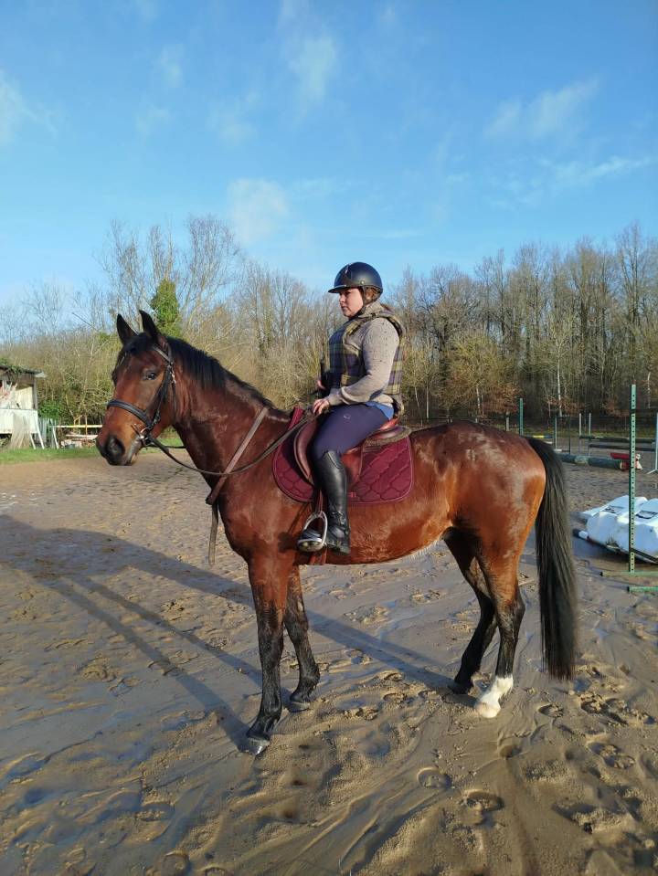 Gelding Selle Fran&ccedil;ais For sale 2022 Bay
