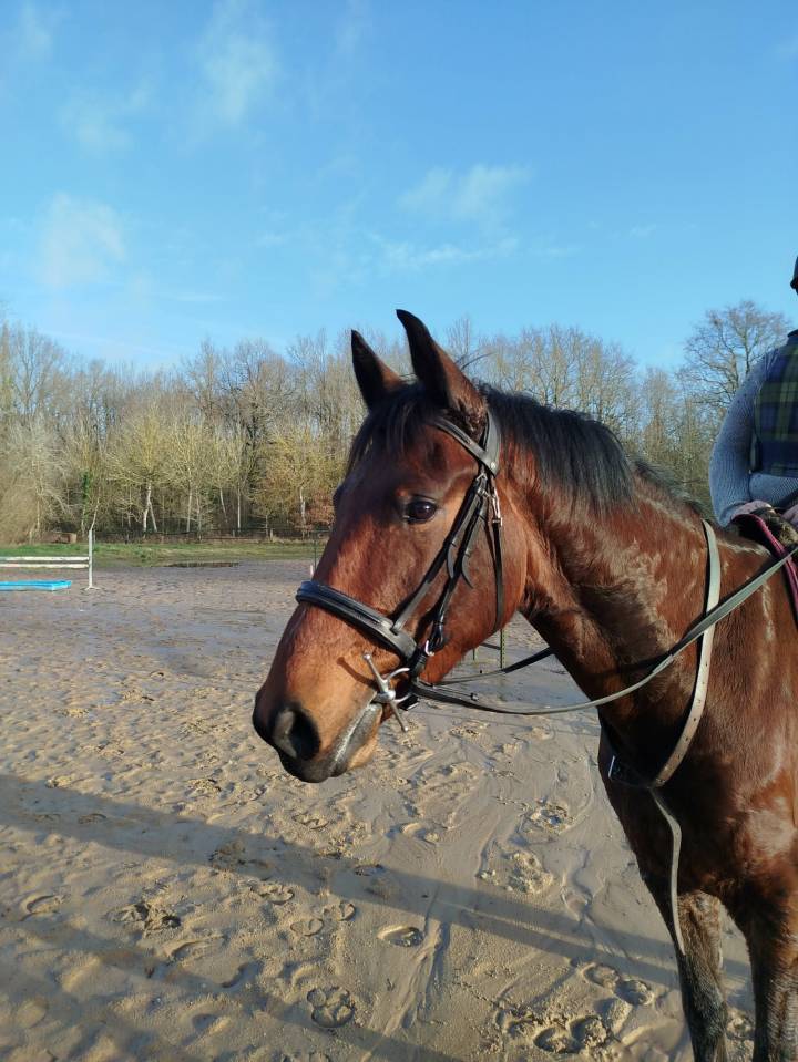 Gelding Selle Fran&ccedil;ais For sale 2022 Bay