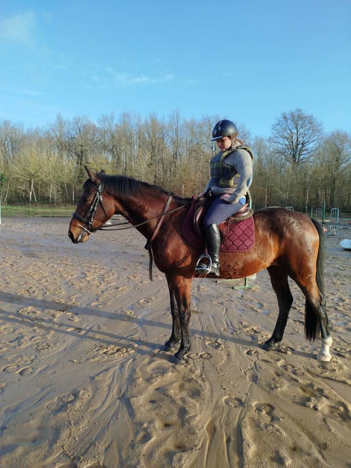Gelding Selle Fran&ccedil;ais For sale 2022 Bay