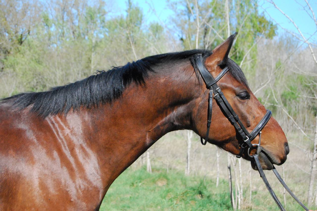 Gelding Selle Fran&ccedil;ais For sale 2022 Bay