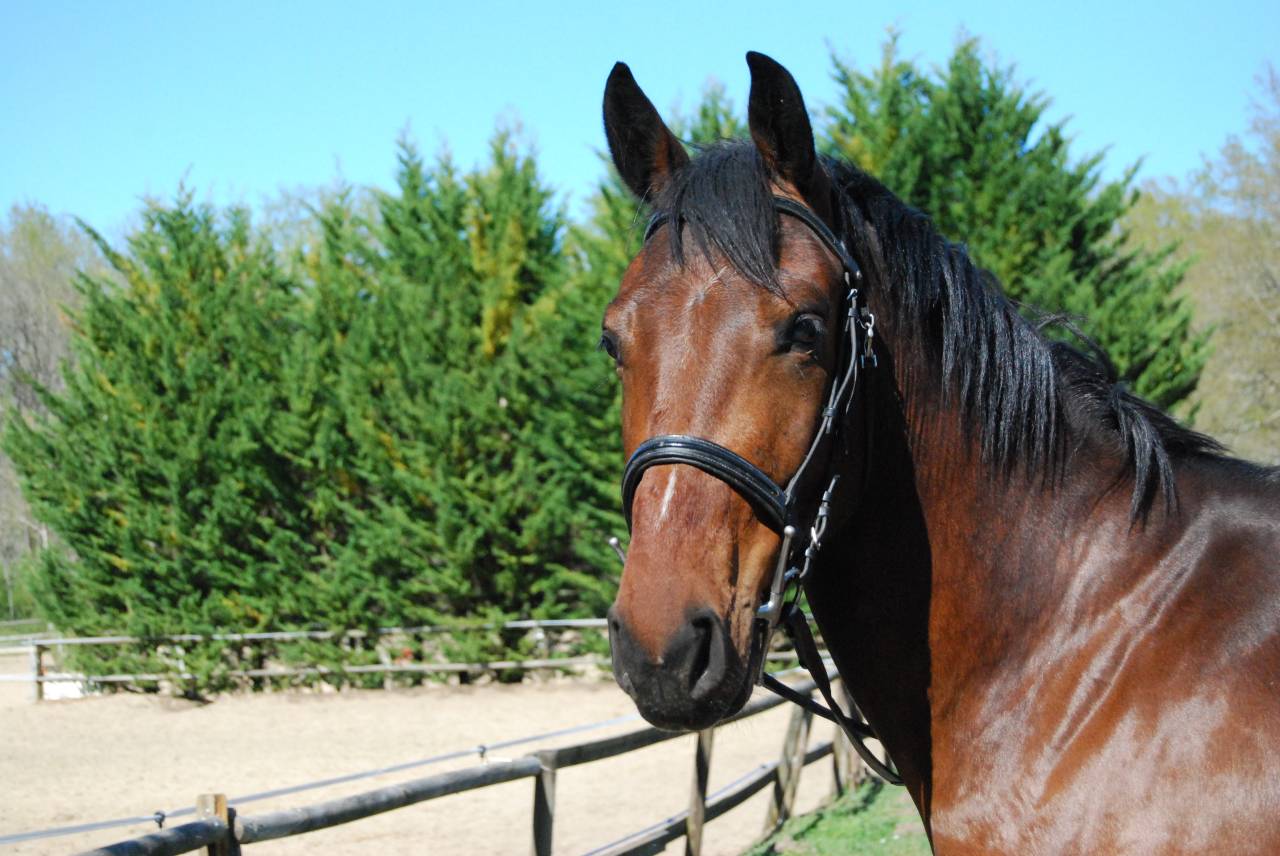 Gelding Selle Fran&ccedil;ais For sale 2022 Bay