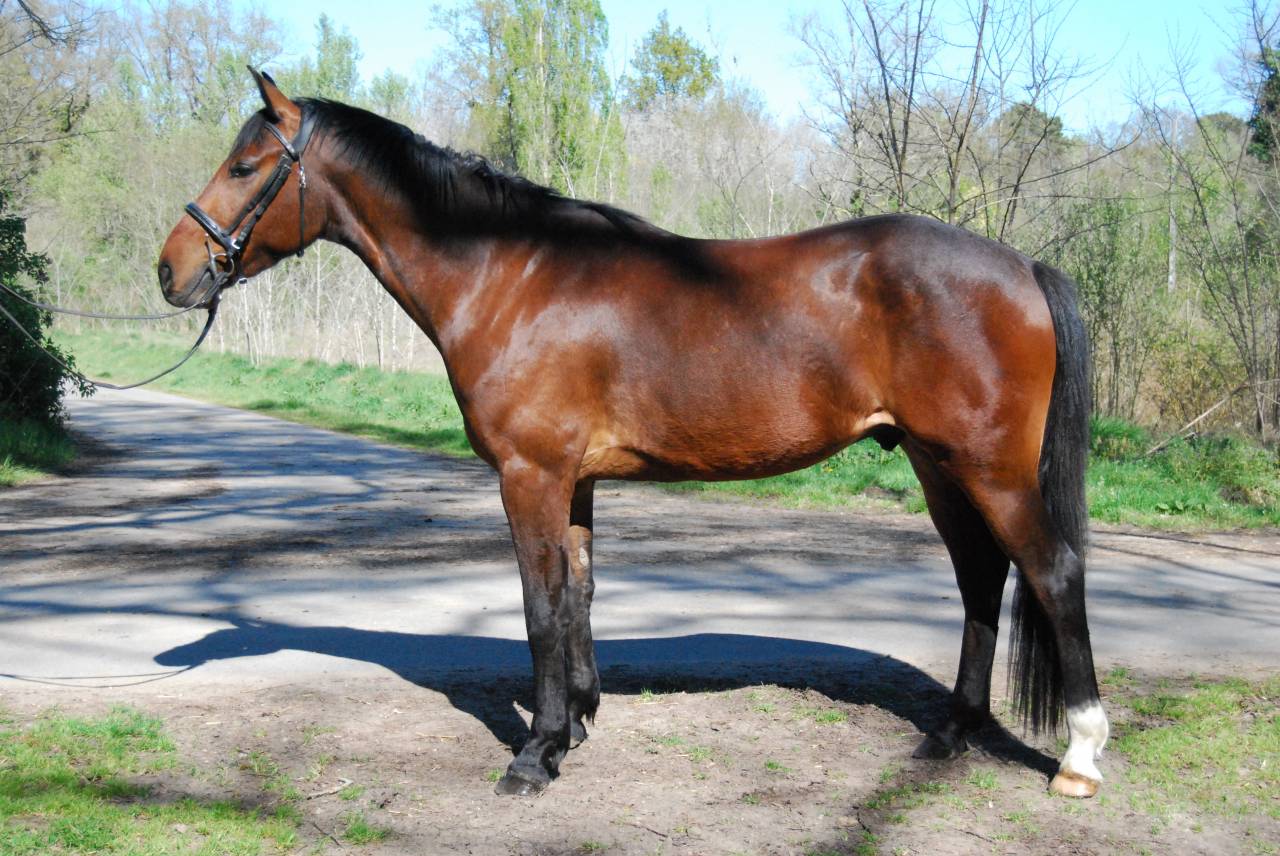 Gelding Selle Fran&ccedil;ais For sale 2022 Bay