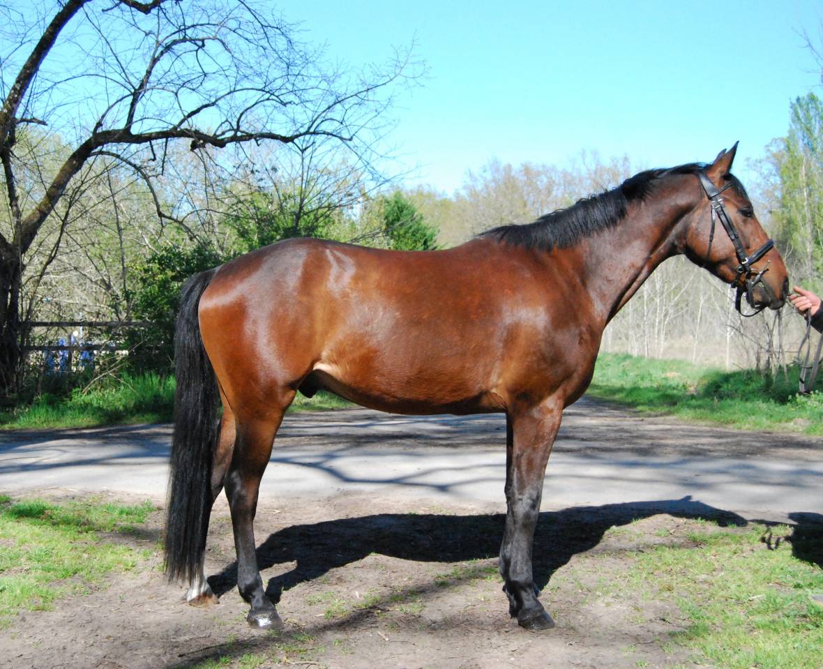Gelding Selle Fran&ccedil;ais For sale 2022 Bay