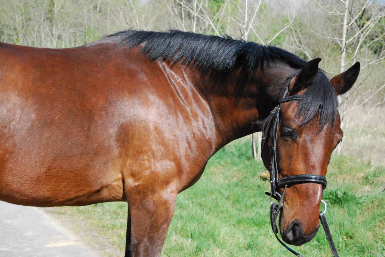 Gelding Selle Fran&ccedil;ais For sale 2022 Bay