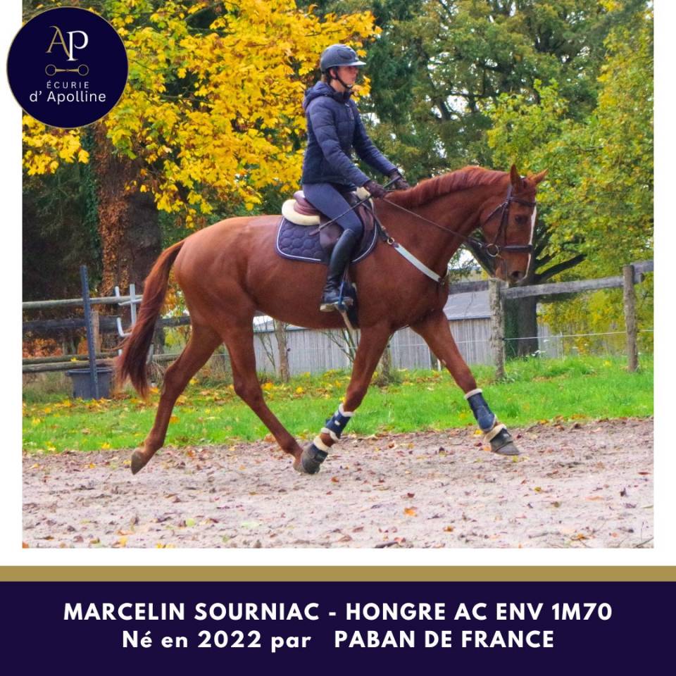 Gelding Anglo-Arabe de Complément For sale 2022 Chesnut