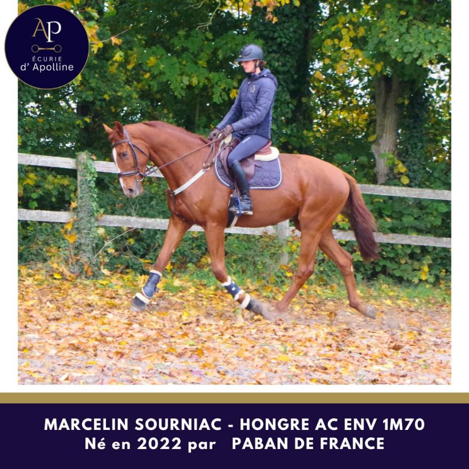 Gelding Anglo-Arabe de Complément For sale 2022 Chesnut