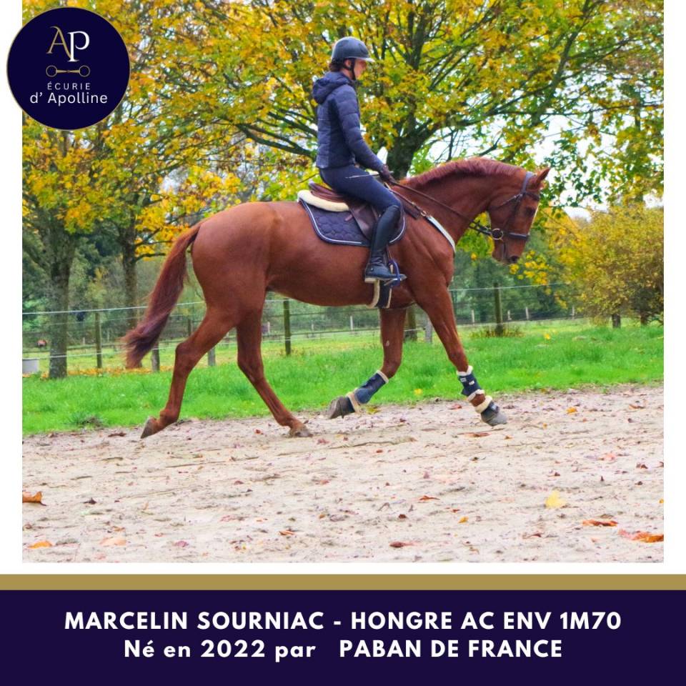 Gelding Anglo-Arabe de Complément For sale 2022 Chesnut