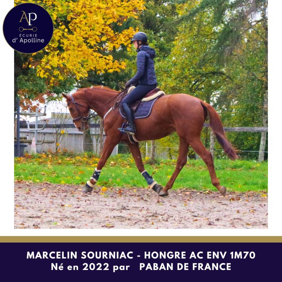 Gelding Anglo-Arabe de Complément For sale 2022 Chesnut