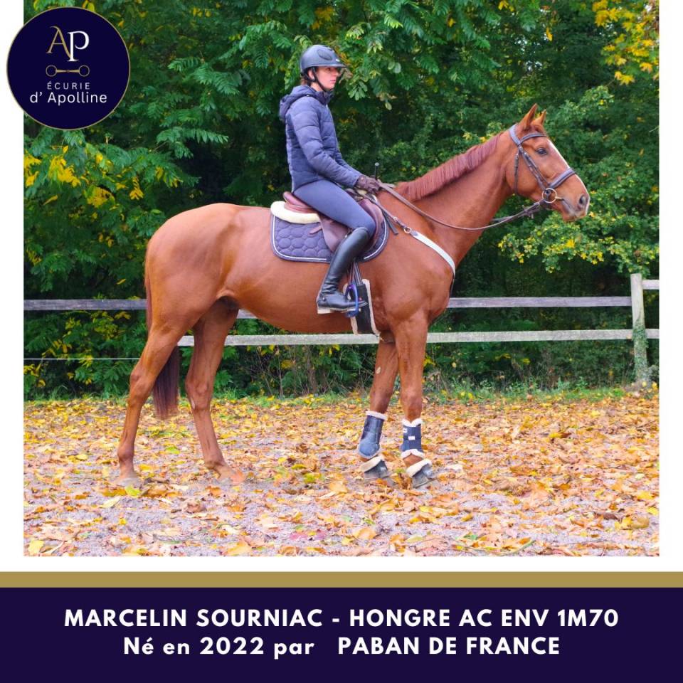 Gelding Anglo-Arabe de Complément For sale 2022 Chesnut