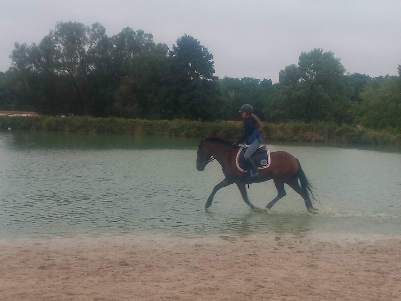 Gelding Welsh Pony (Section C) For sale 2018 Bay