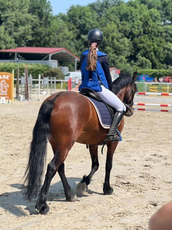 Gelding Welsh Pony (Section C) For sale 2018 Bay