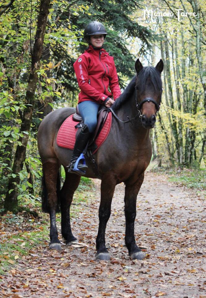 Gelding Welsh Pony (Section C) For sale 2018 Bay