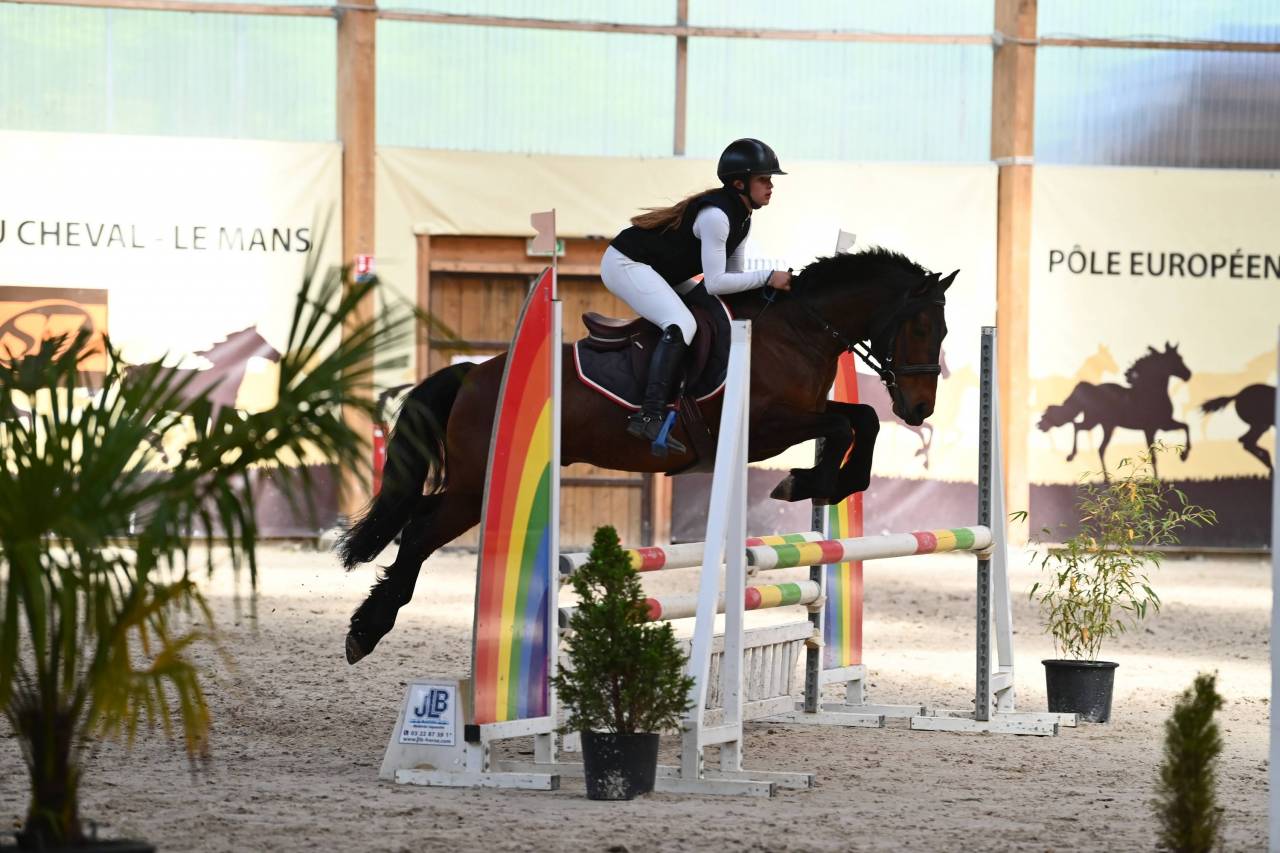 Gelding Welsh Pony (Section D), Welsh Cob For sale 2018 Bay