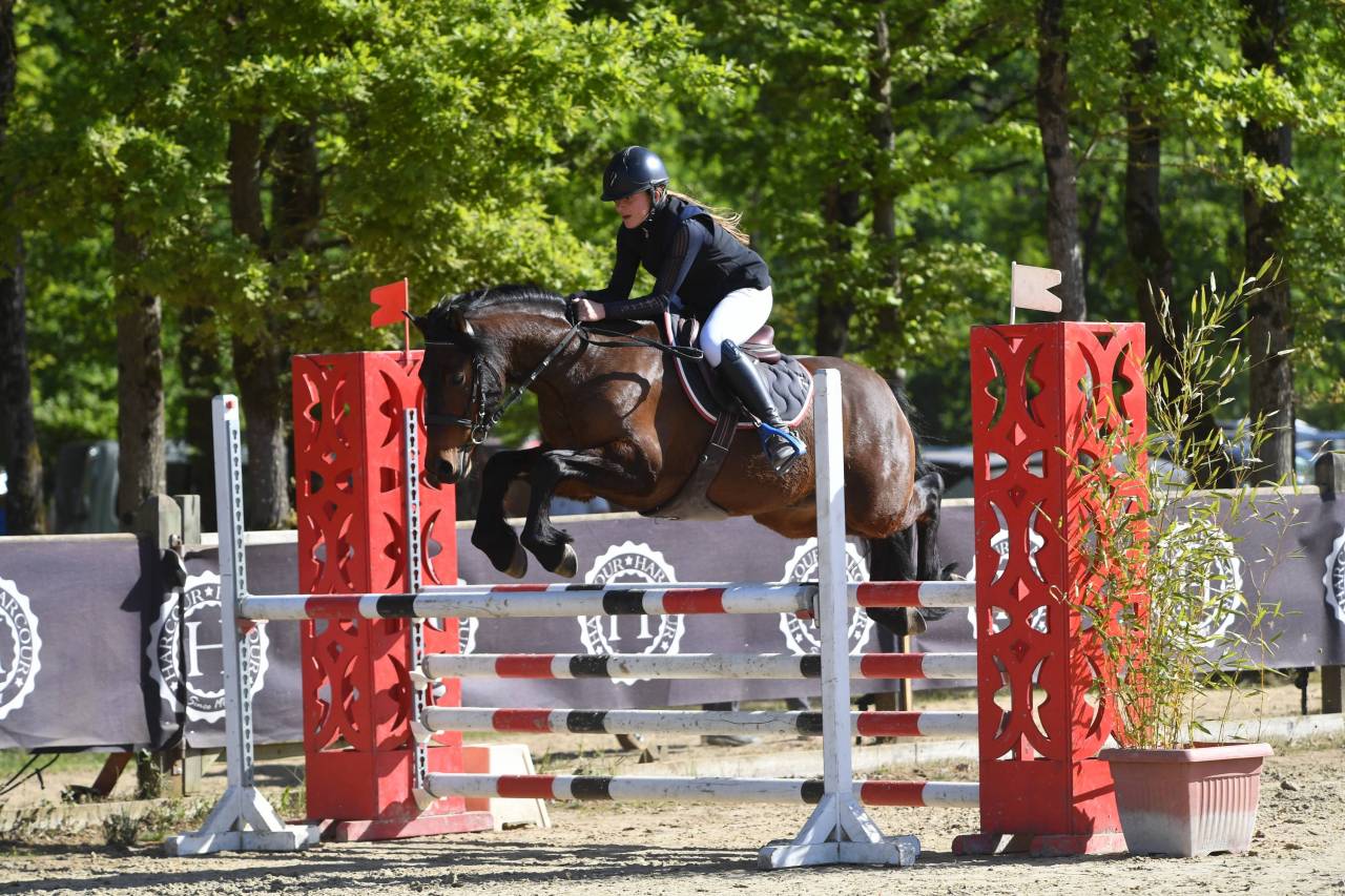 Gelding Welsh Pony (Section D), Welsh Cob For sale 2018 Bay