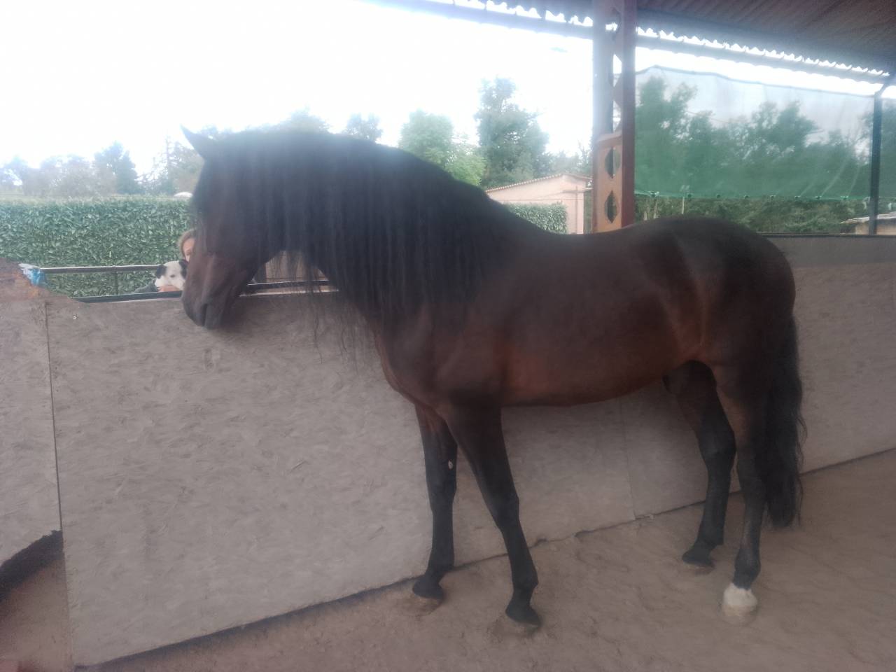 Stallion PRE Pure Spanish Bred For sale 2016 Bay