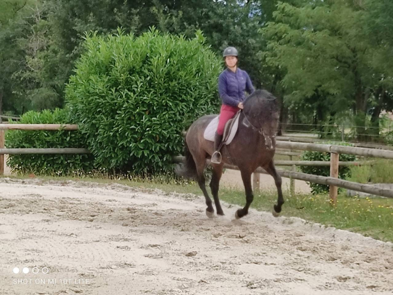 Stallion PRE Pure Spanish Bred For sale 2016 Bay