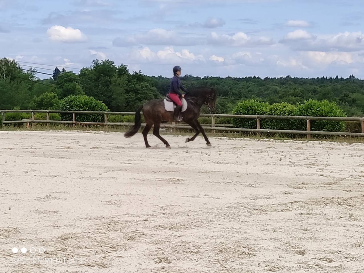 Stallion PRE Pure Spanish Bred For sale 2016 Bay