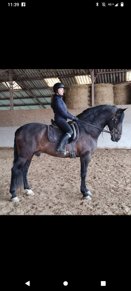 Stallion PRE Pure Spanish Bred For sale 2016 Bay