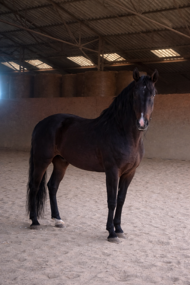Stallion PRE Pure Spanish Bred For sale 2016 Bay