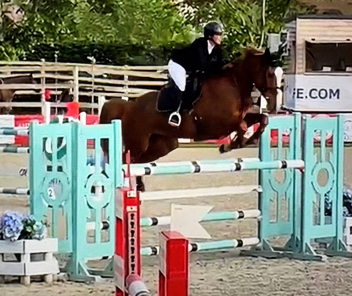 Mare Selle Fran&ccedil;ais For sale 2016 Chesnut