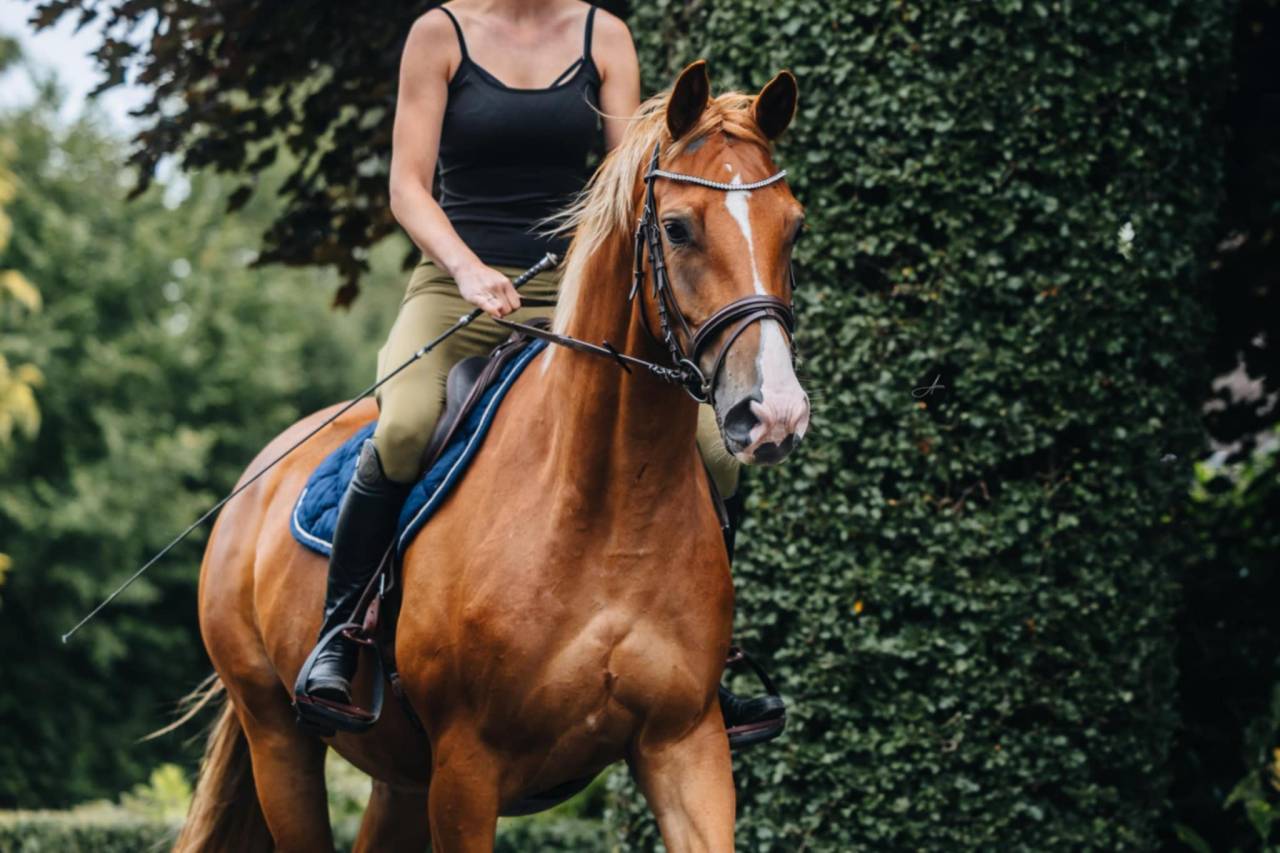 Mare Oldenburg For sale 2019 Chesnut