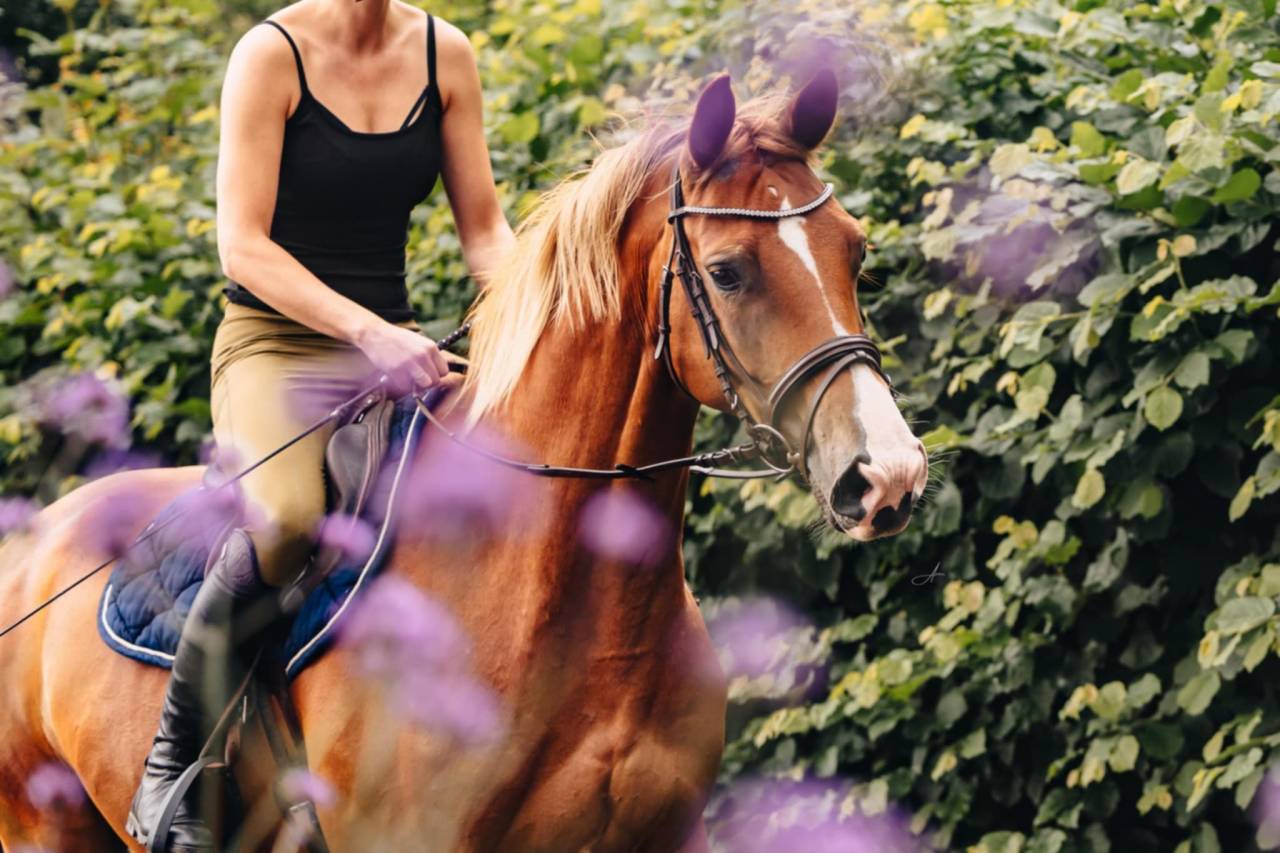 Mare Oldenburg For sale 2019 Chesnut