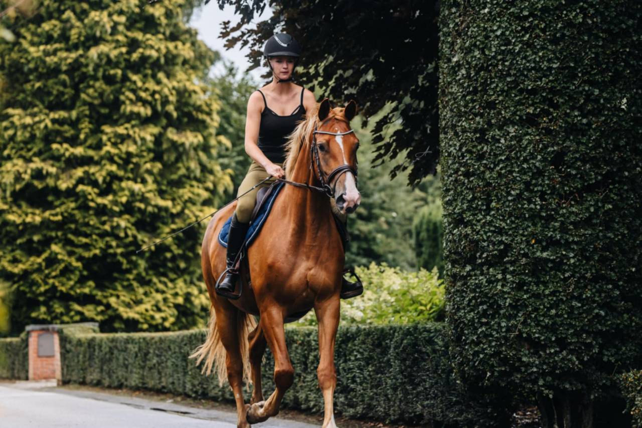 Mare Oldenburg For sale 2019 Chesnut