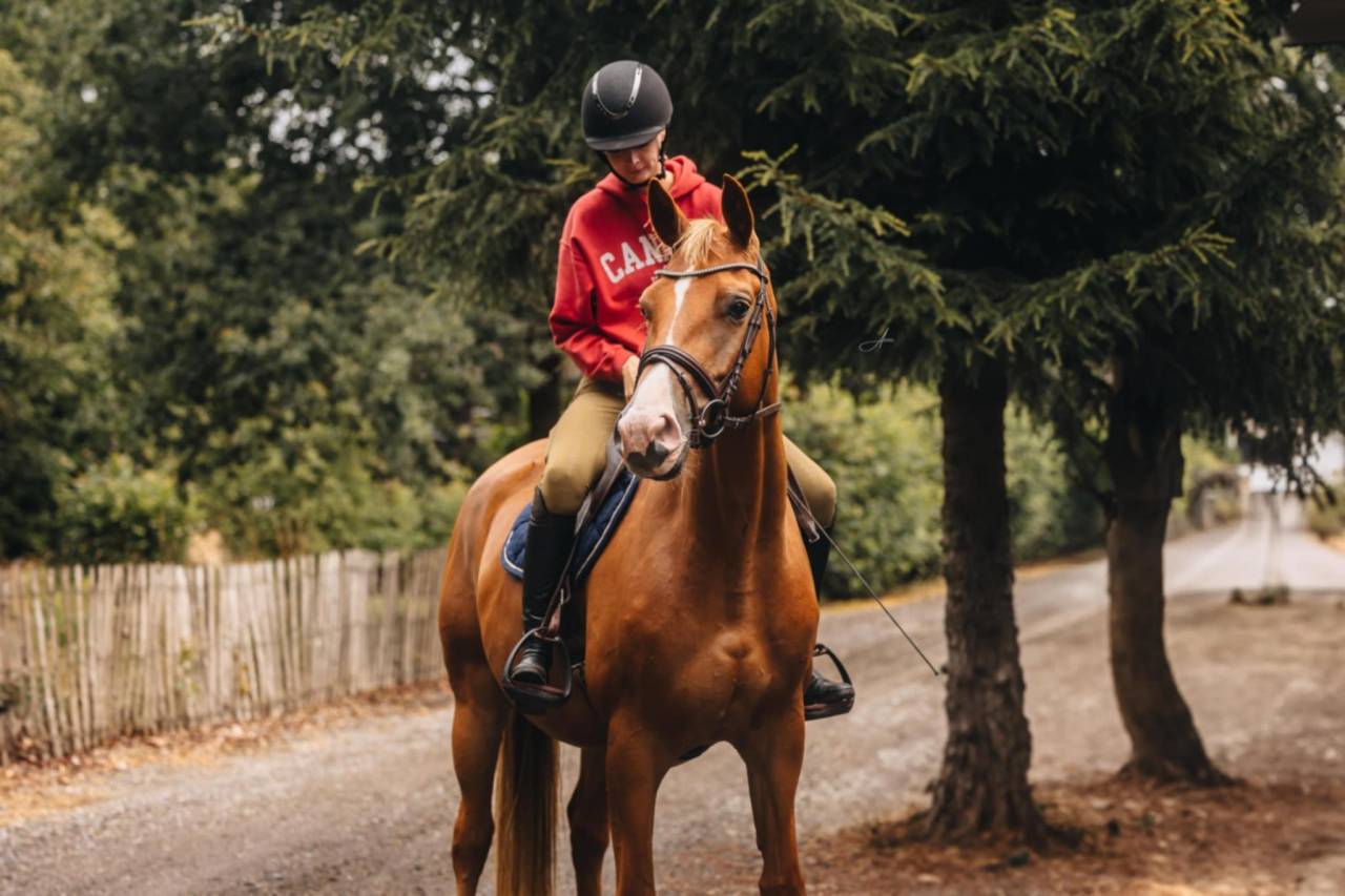 Mare Oldenburg For sale 2019 Chesnut