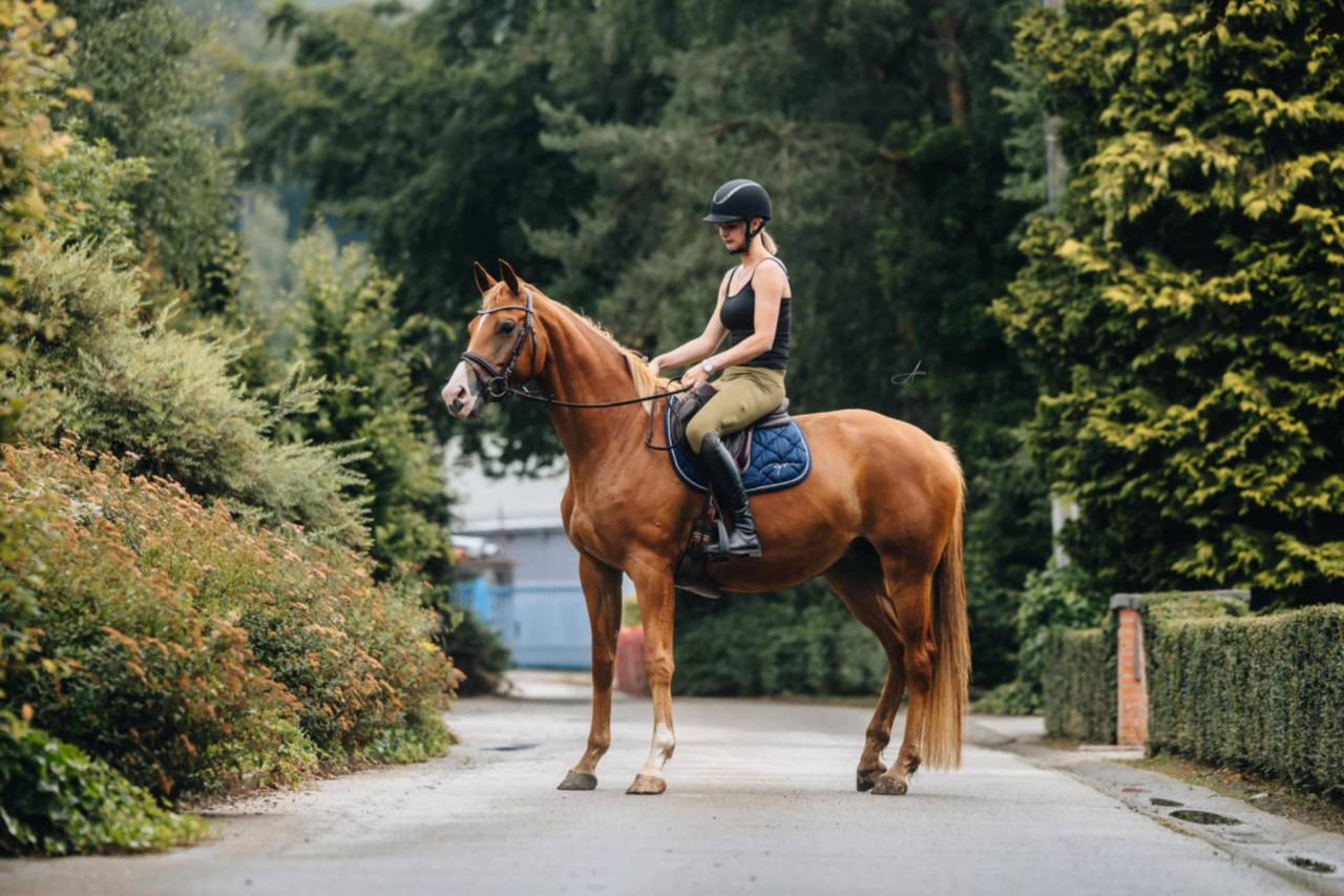 Mare Oldenburg For sale 2019 Chesnut