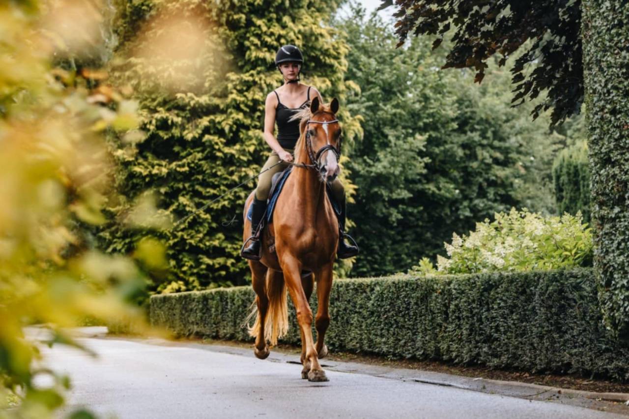 Mare Oldenburg For sale 2019 Chesnut