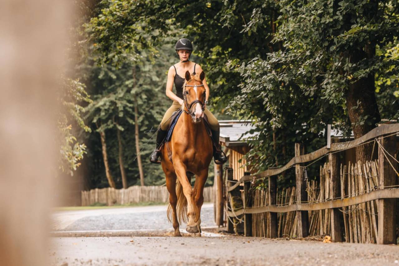 Mare Oldenburg For sale 2019 Chesnut