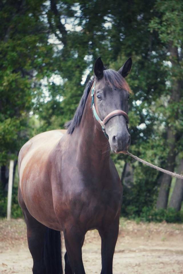 Gelding Selle Français For sale 2021 Black