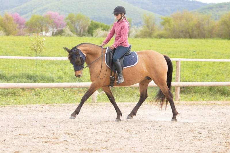 Mare AES Anglo European Studbook For sale 2018 Buckskin