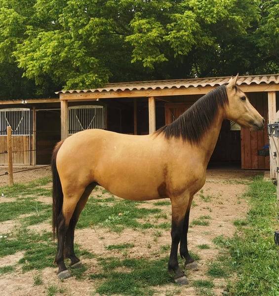 Mare AES Anglo European Studbook For sale 2018 Buckskin