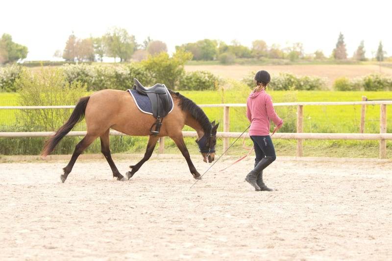 Mare AES Anglo European Studbook For sale 2018 Buckskin