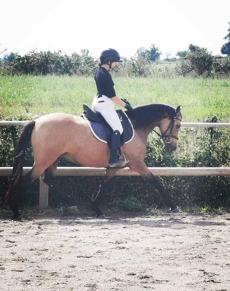 Mare AES Anglo European Studbook For sale 2018 Buckskin