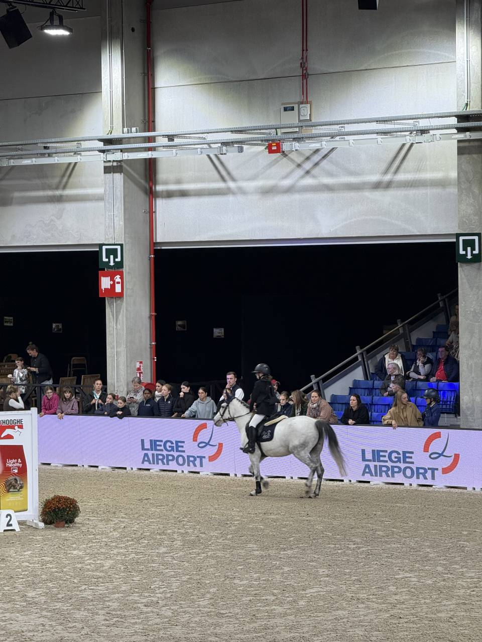 Mare No Origin Recorded For sale 2014 Grey