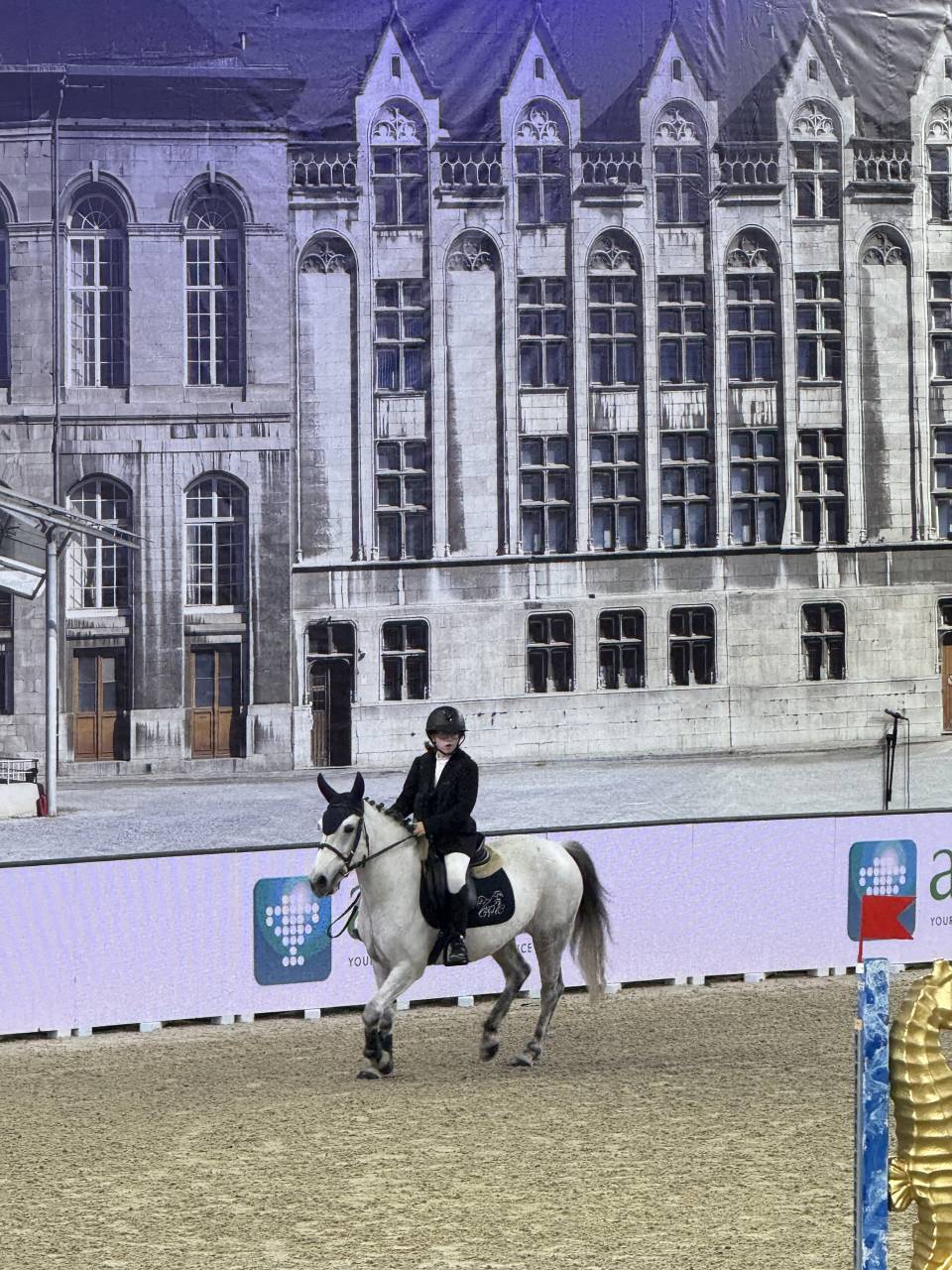 Mare No Origin Recorded For sale 2014 Grey