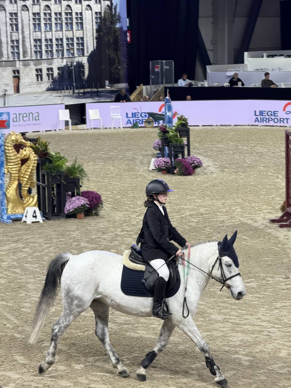 Mare No Origin Recorded For sale 2014 Grey