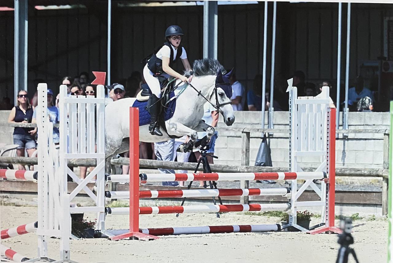 Mare No Origin Recorded For sale 2014 Grey