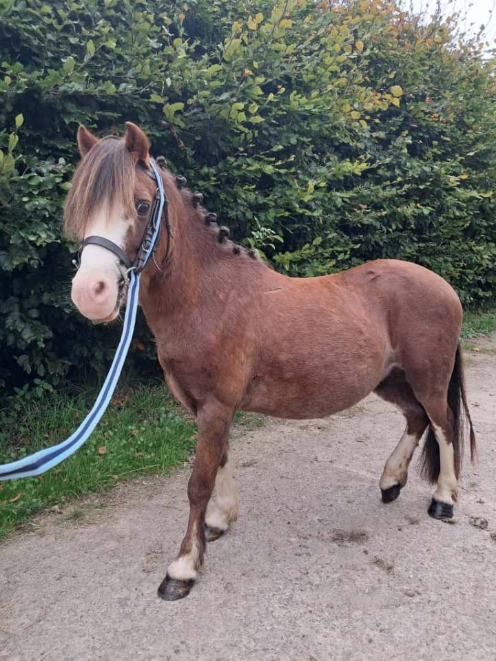 Gelding No Origin Recorded For sale 2016 Chesnut