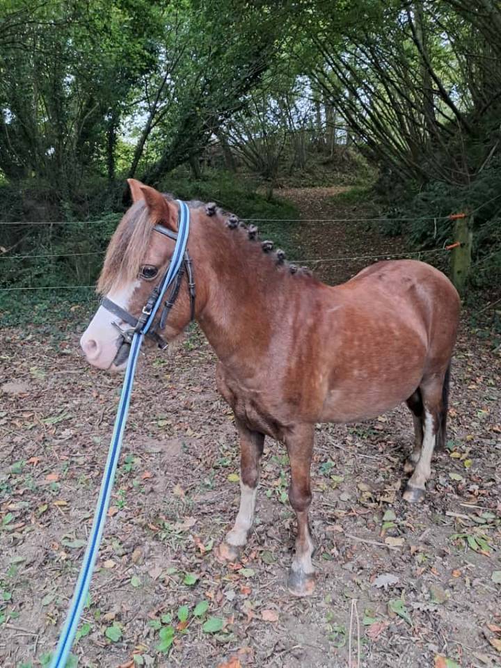 Gelding No Origin Recorded For sale 2016 Chesnut