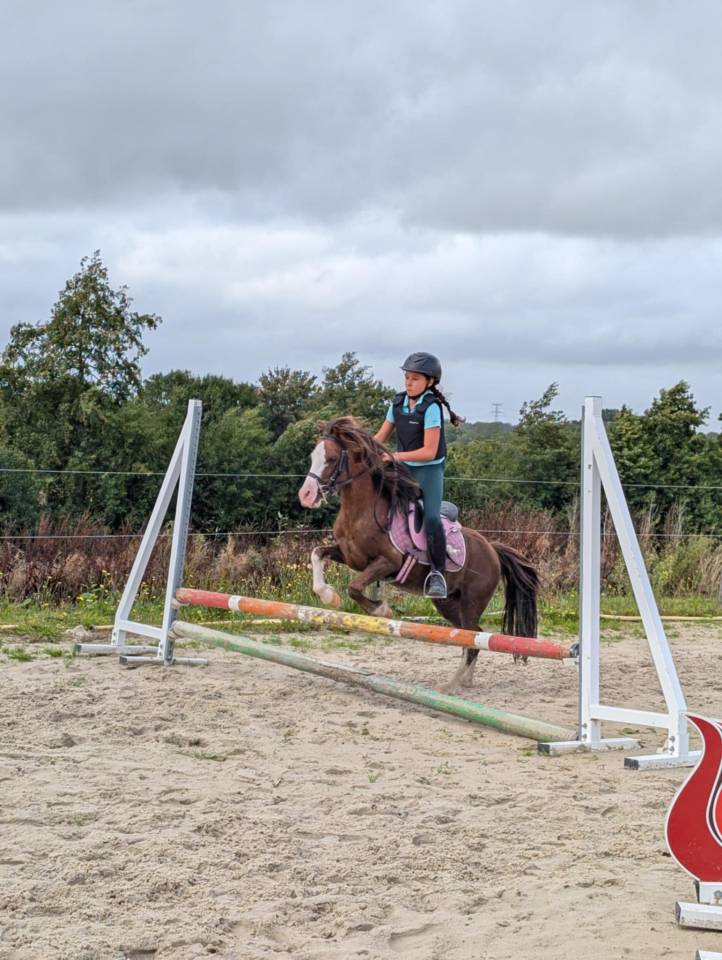 Gelding No Origin Recorded For sale 2016 Chesnut