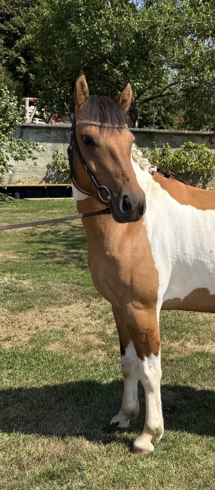 Mare Origin Recorded For sale 2021 Coloured