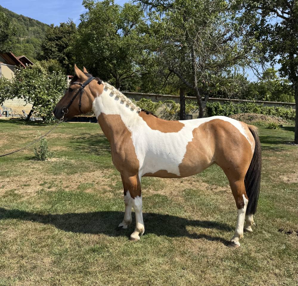 Mare Origin Recorded For sale 2021 Coloured