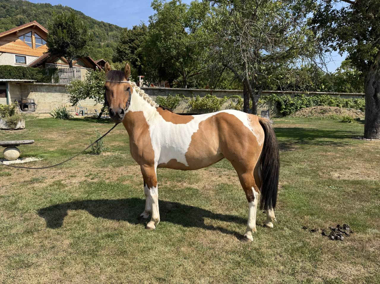 Mare Origin Recorded For sale 2021 Coloured